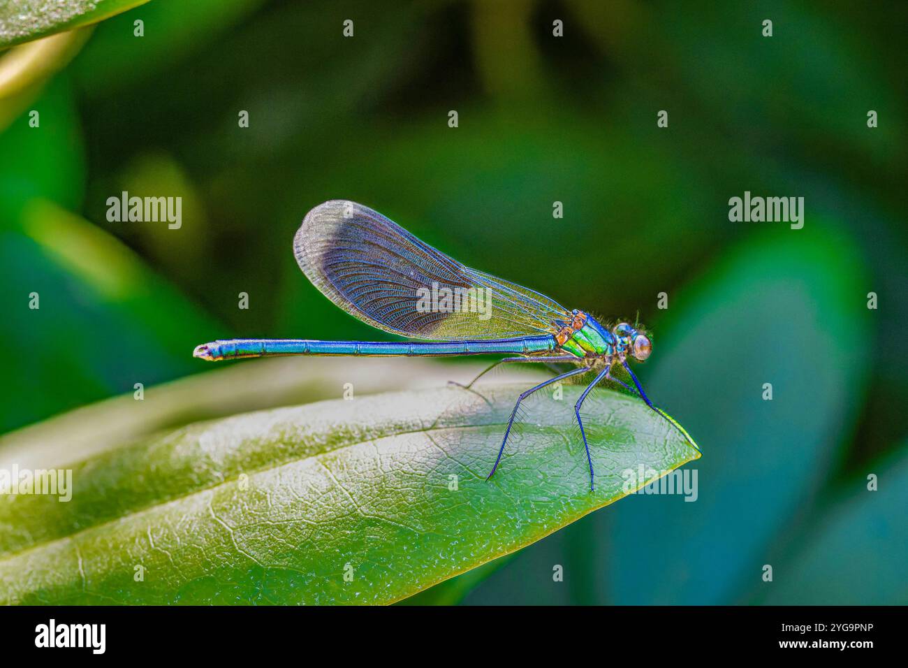 Vertical video close detail red hi-res stock photography and images - Alamy