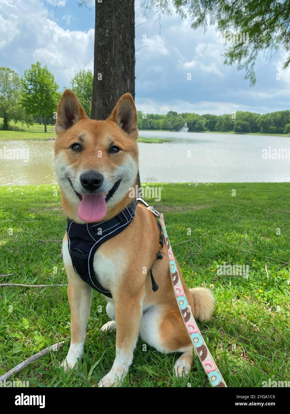 The image shows a Shiba Inu dog enjoying a day in the park, sitting on the grass with a lake and fountain in the background. The clear sky and nature - Smartphone Captured Stock Image