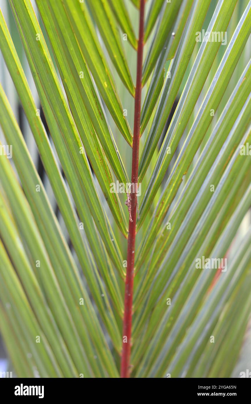 Dypsis lutescens plant, also known as golden cane palm, areca palm ...