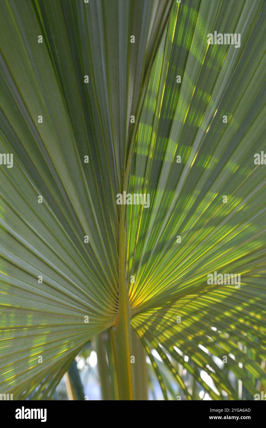 Dypsis lutescens plant, also known as golden cane palm, areca palm ...
