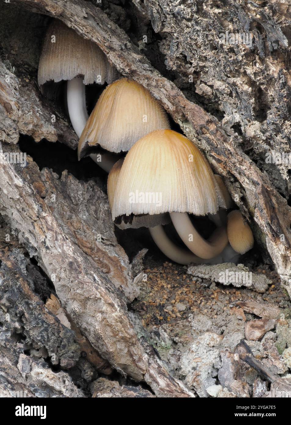 Decaying tree bark hi-res stock photography and images - Alamy