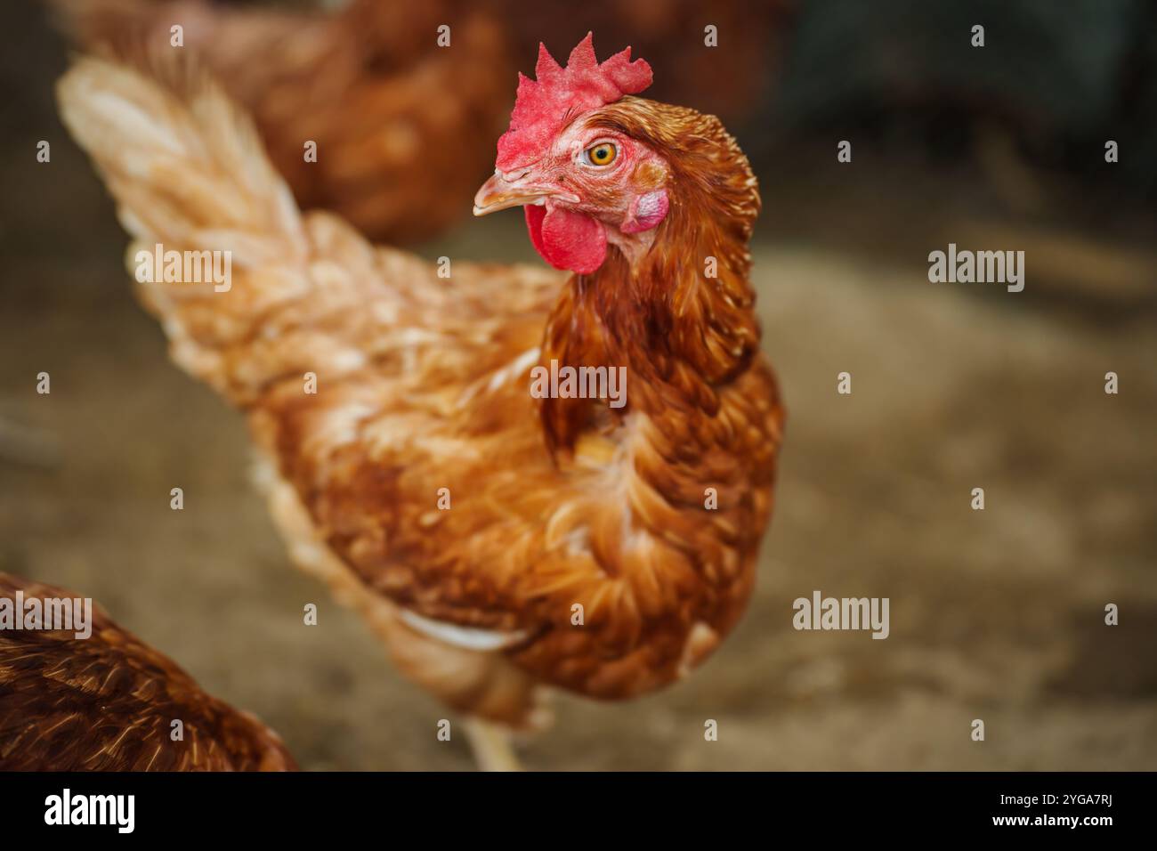 brown chicken or hen lay eggs in the rural farm Stock Photo - Alamy