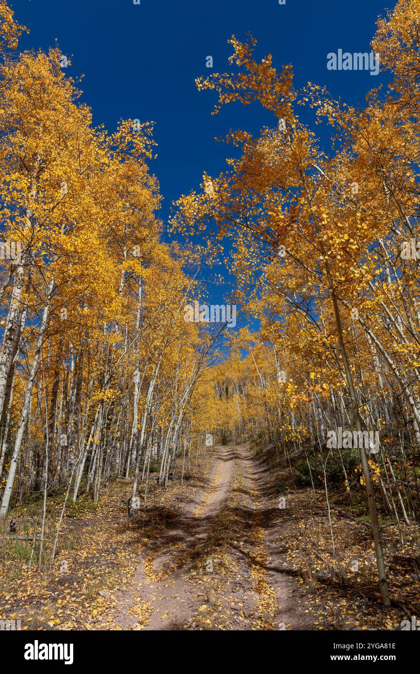 Creede colorado rio grande hi-res stock photography and images - Alamy