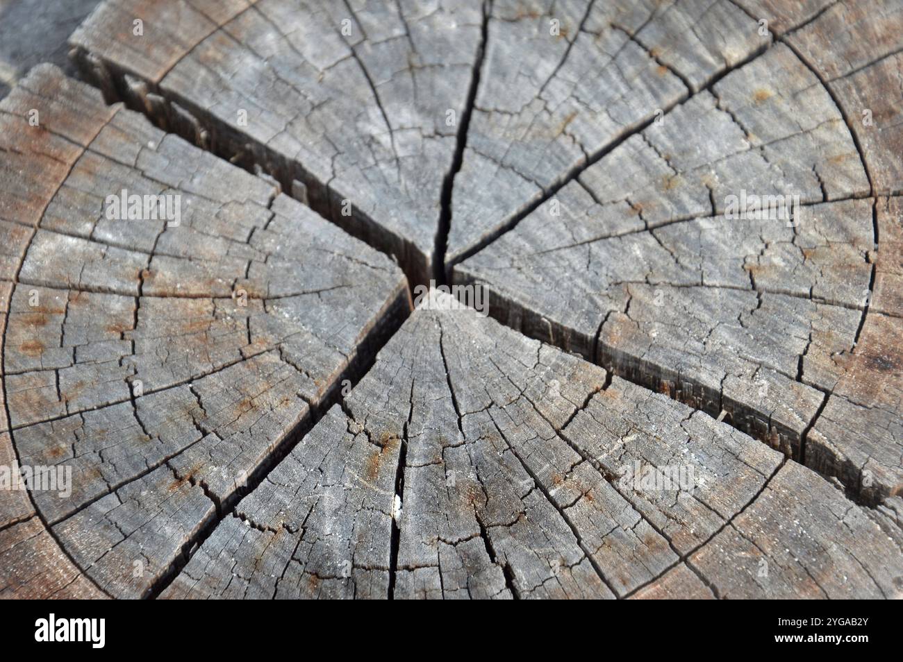 Detailed texture and cracks cutted tree stumps Stock Photo - Alamy