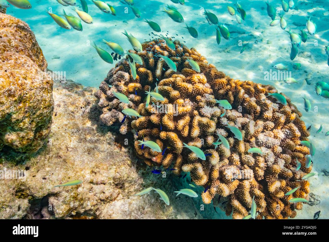 French Polynesia, Rangiroa Atoll. School of green chromis fish and