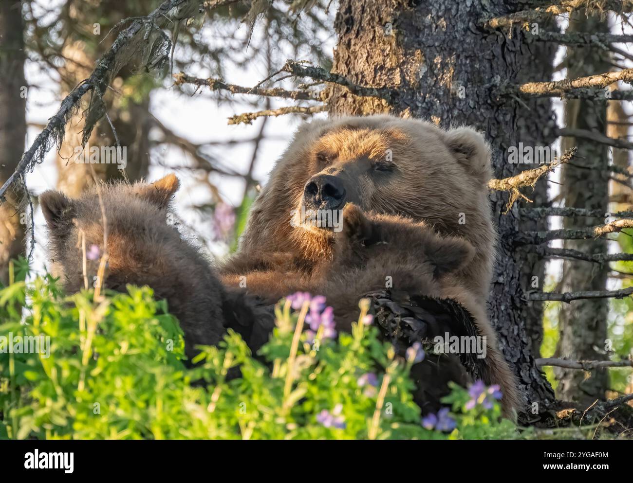 These brown bear cubs nursing in a shaded forest Stock Photo - Alamy