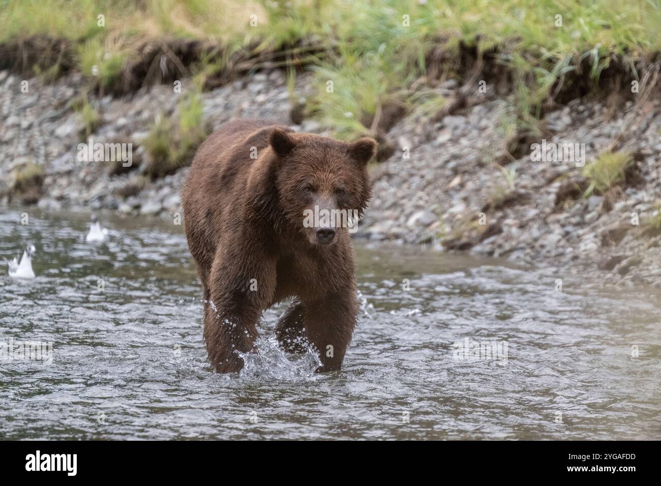 Admiralty Island Alaska Bear Hi res Stock Photography And Images Alamy admiralty-island-alaska-bear-hi-res-stock-photography-and-images-alamy