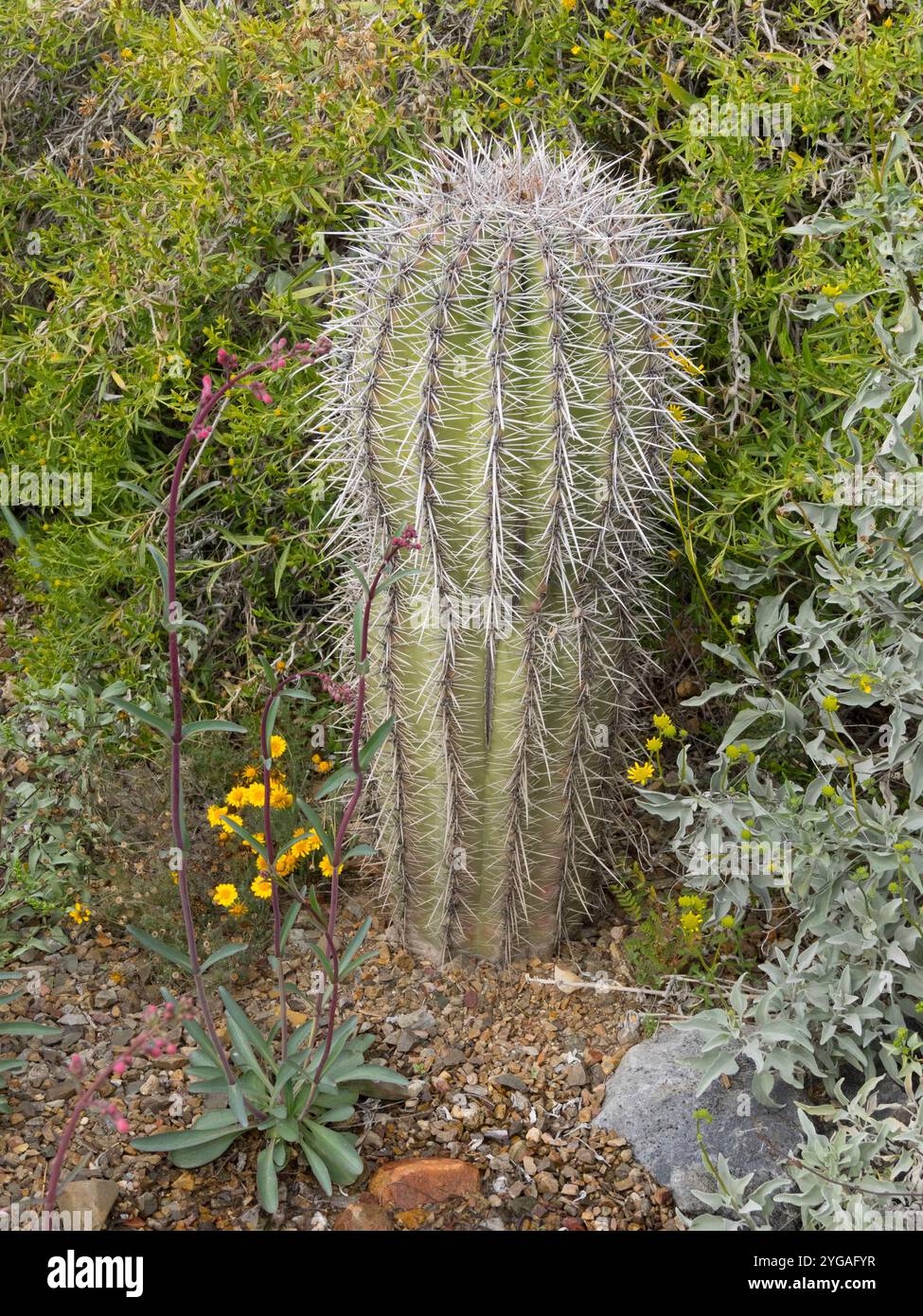 efeu deutsch Efeu - Hedera helix main image 0