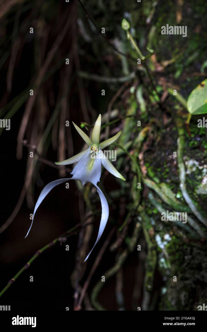 The Ghost Orchid Is One Of The Rarest And Most Coveted Of All Wild 