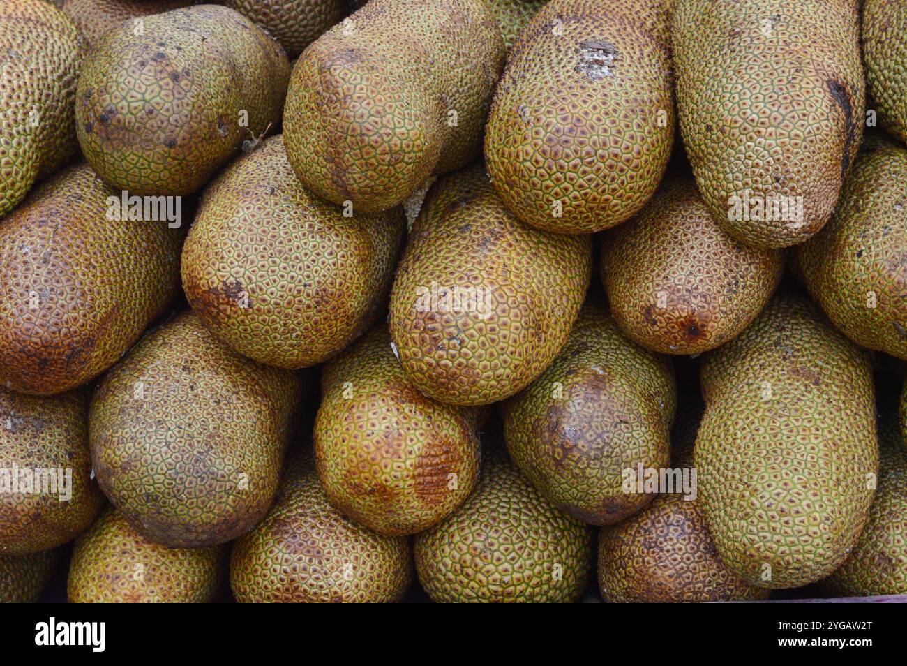 Cempedak is an excotic fruit found mostly in Indonesia and Malaysia. It's similar to jackfruit but a much more common jackfruit. Stock Photo