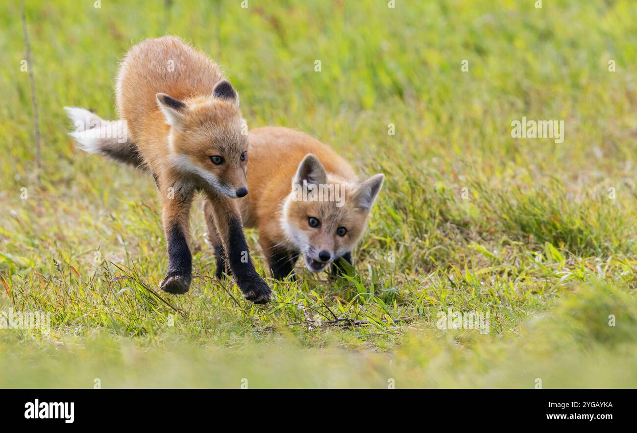 Red fox kits playing, Washington State, USA Stock Photo