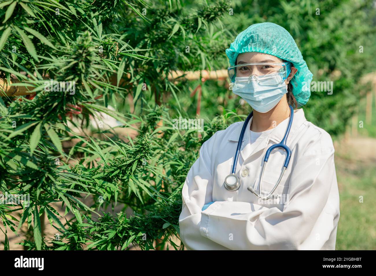 Cannabis indica hi-res stock photography and images - Alamy
