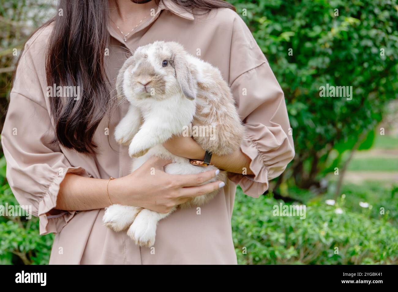 Women hand holding carry fat cute Holland Lop Rabbit at park outdoor ...