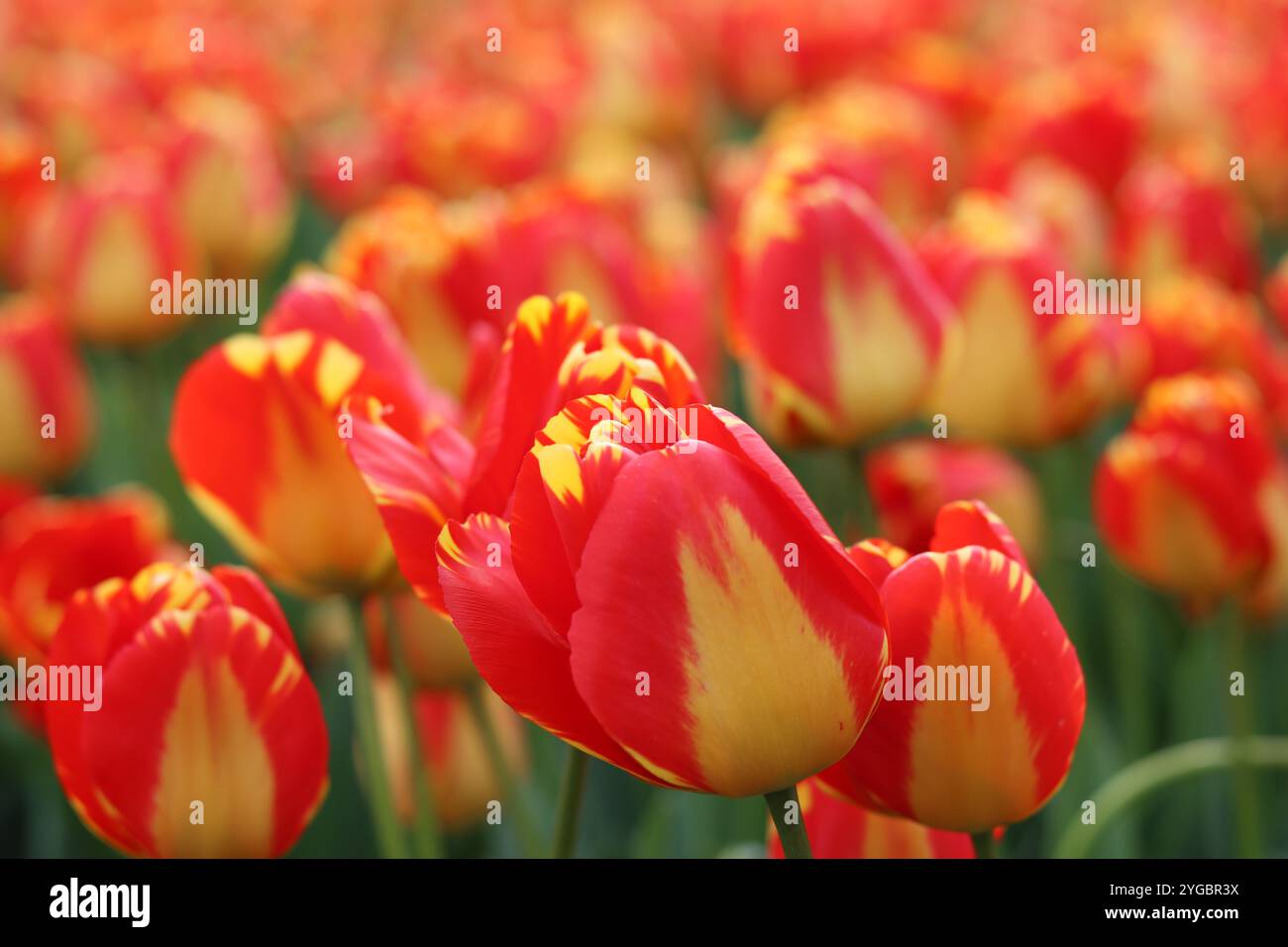Yellow red tulips green leaves hi-res stock photography and images - Alamy