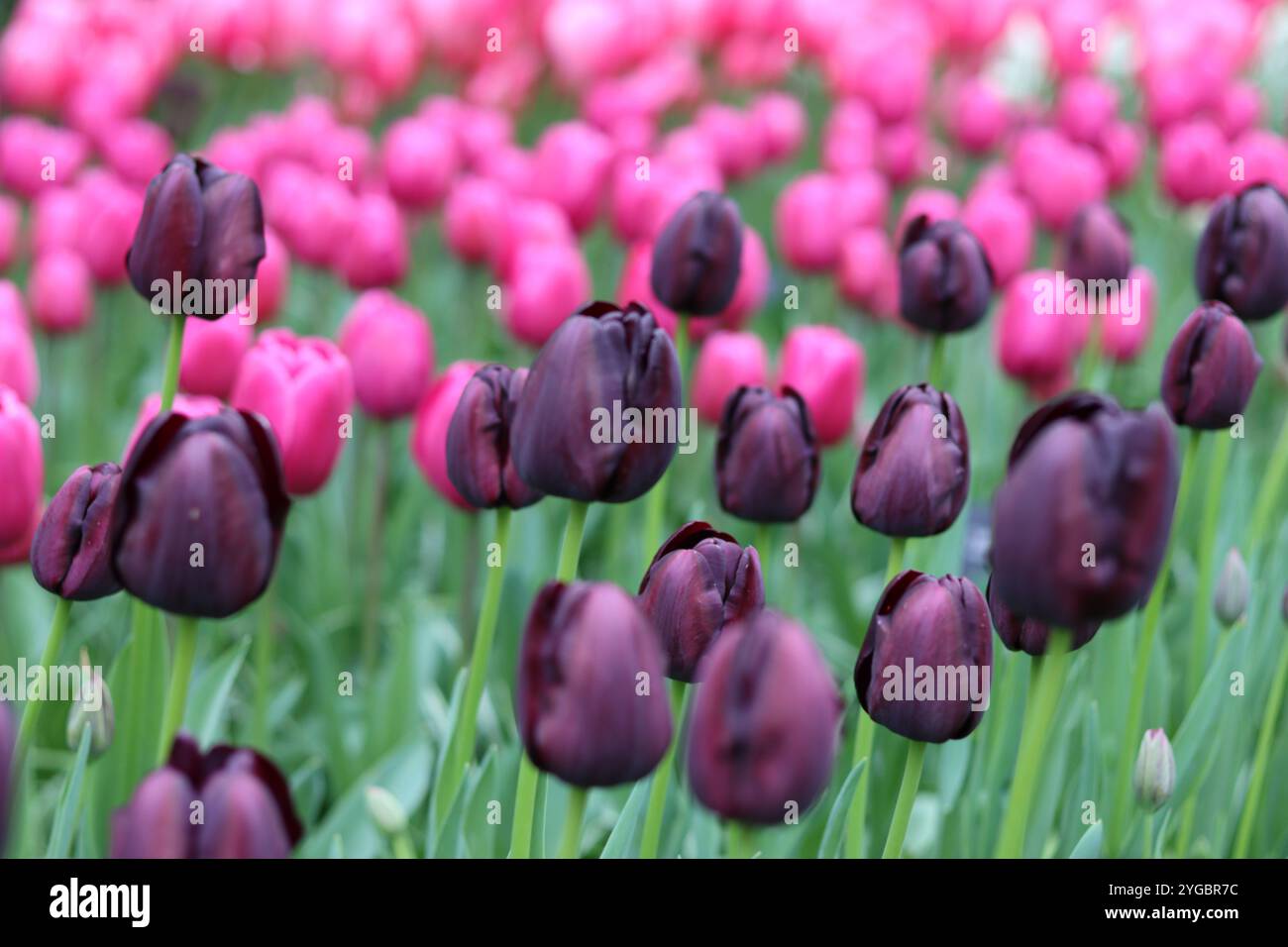 Pink and purple tulips in a spring garden Stock Photo - Alamy