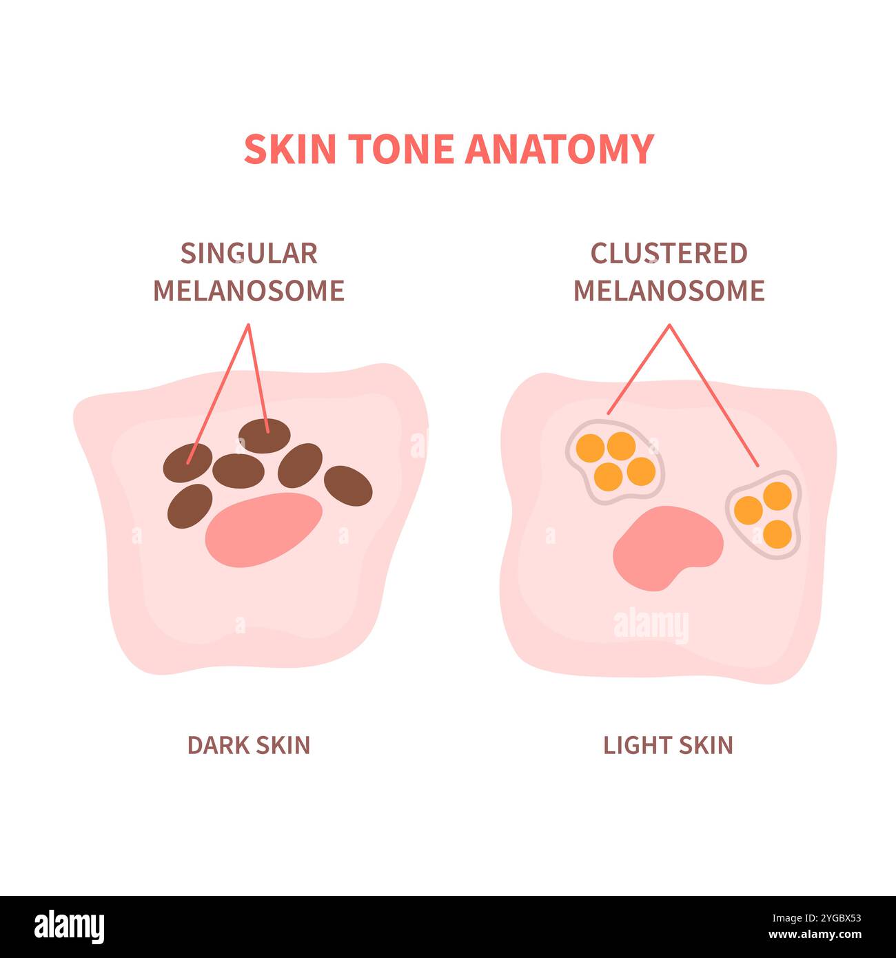 Melanosome distribution in dark and light skin Stock Vector Image & Art ...