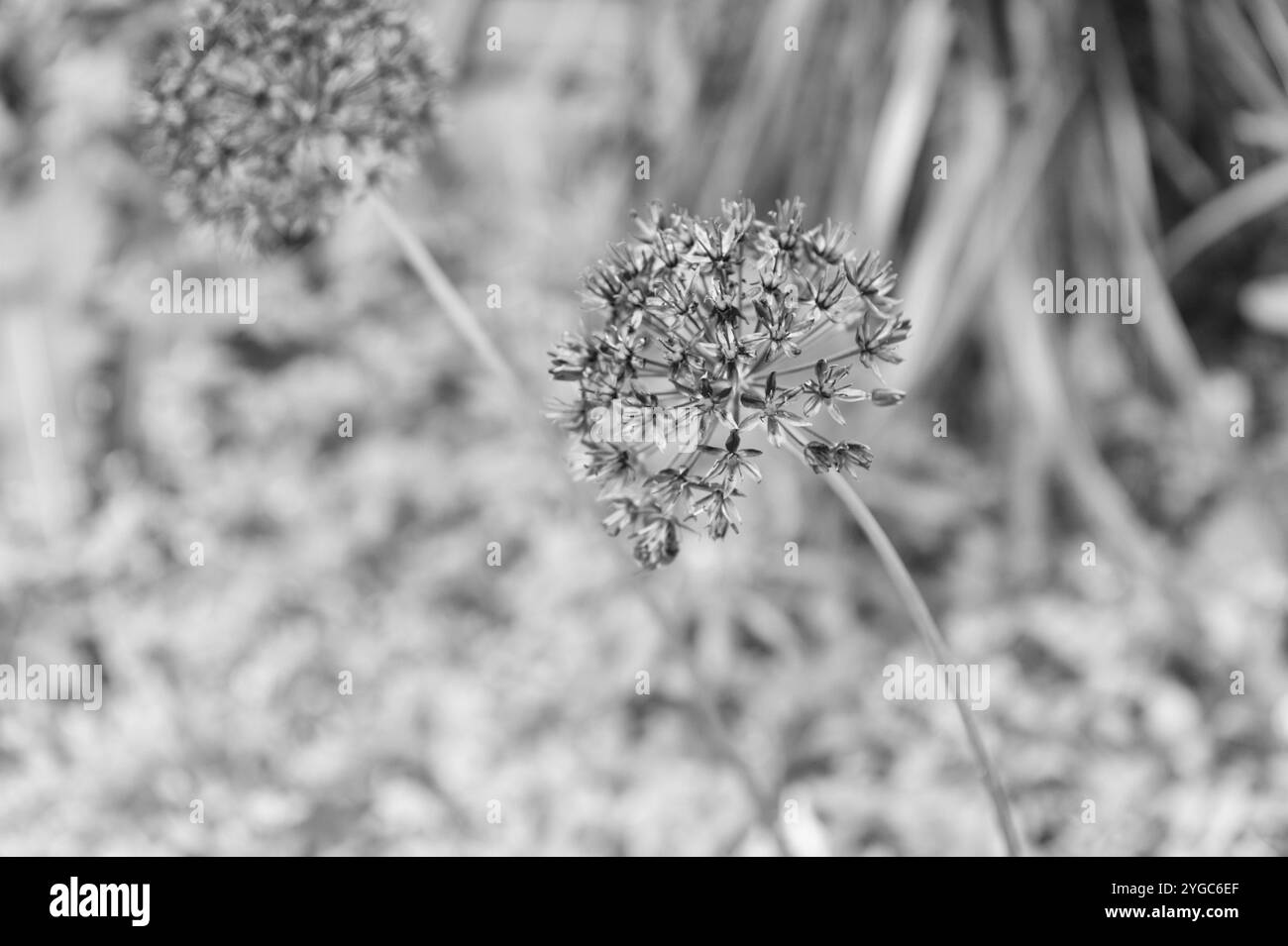 Allium background Black and White Stock Photos & Images - Alamy