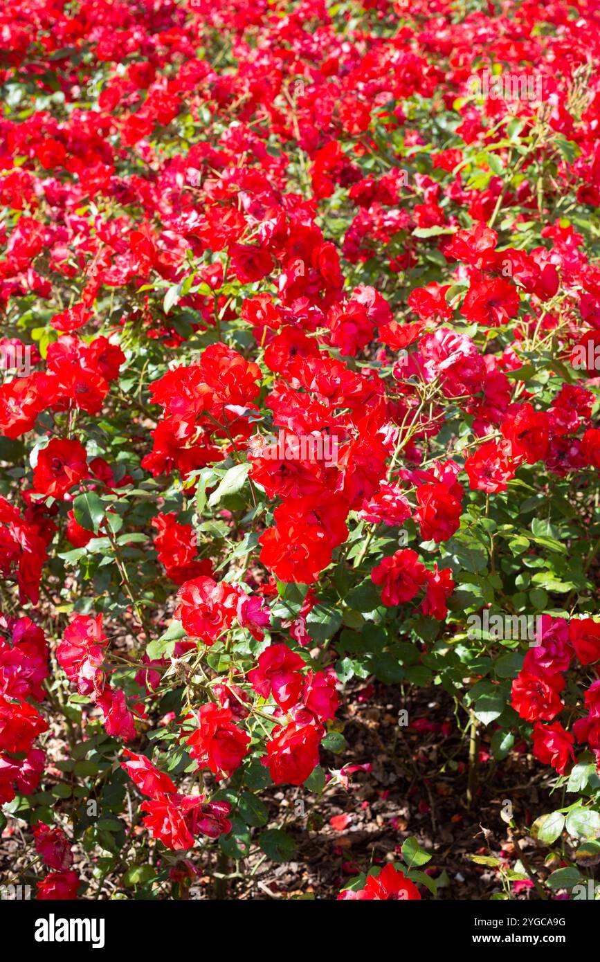 Alpine rose (rosa pendulina) hi-res stock photography and images - Alamy