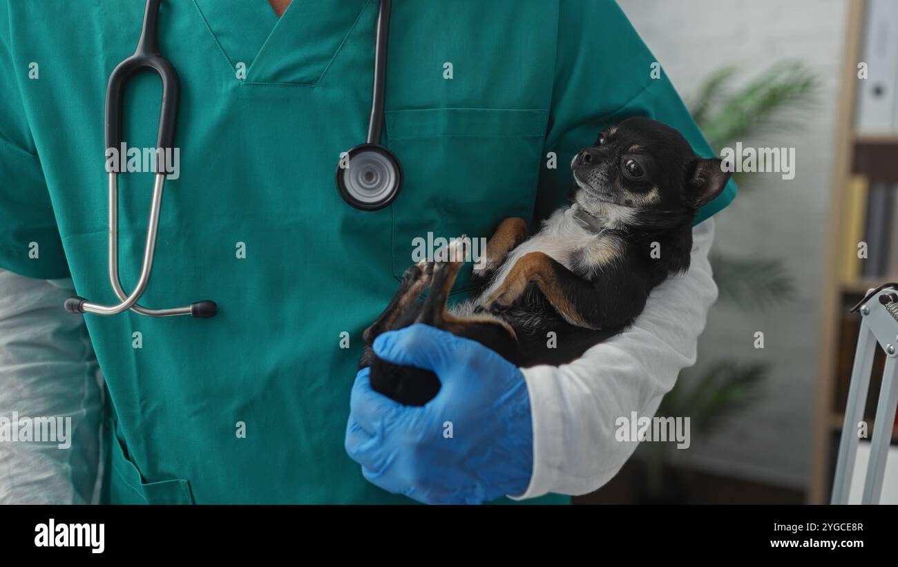 A male veterinarian in a clinic holds a small chihuahua with gloved hands, showcasing a caring medical checkup scene indoors. Stock Photo