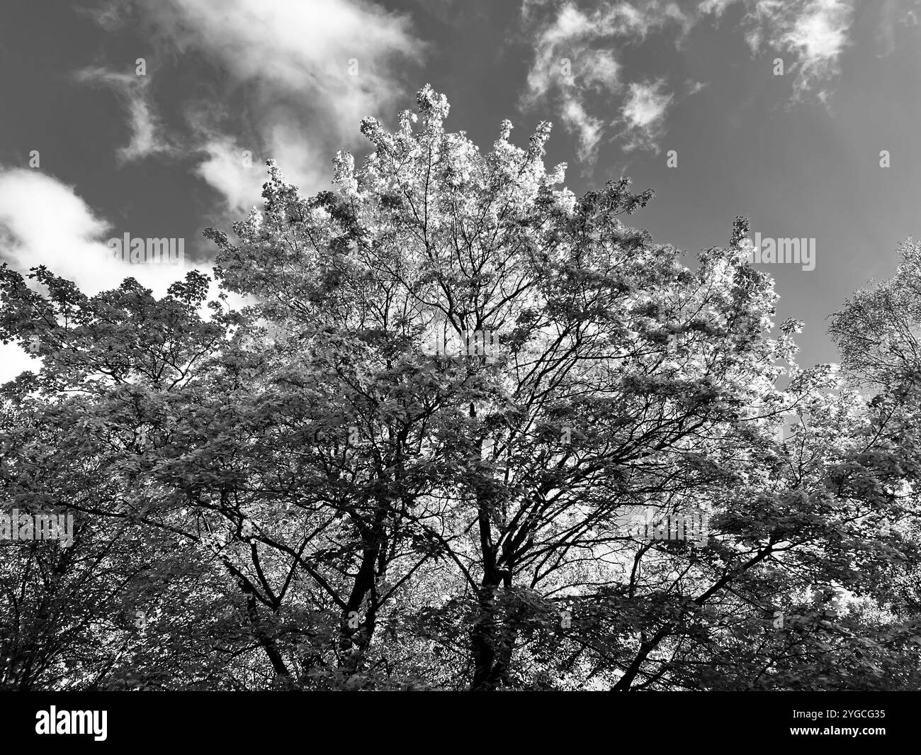 Autumn tree - Smartphone Captured Stock Image