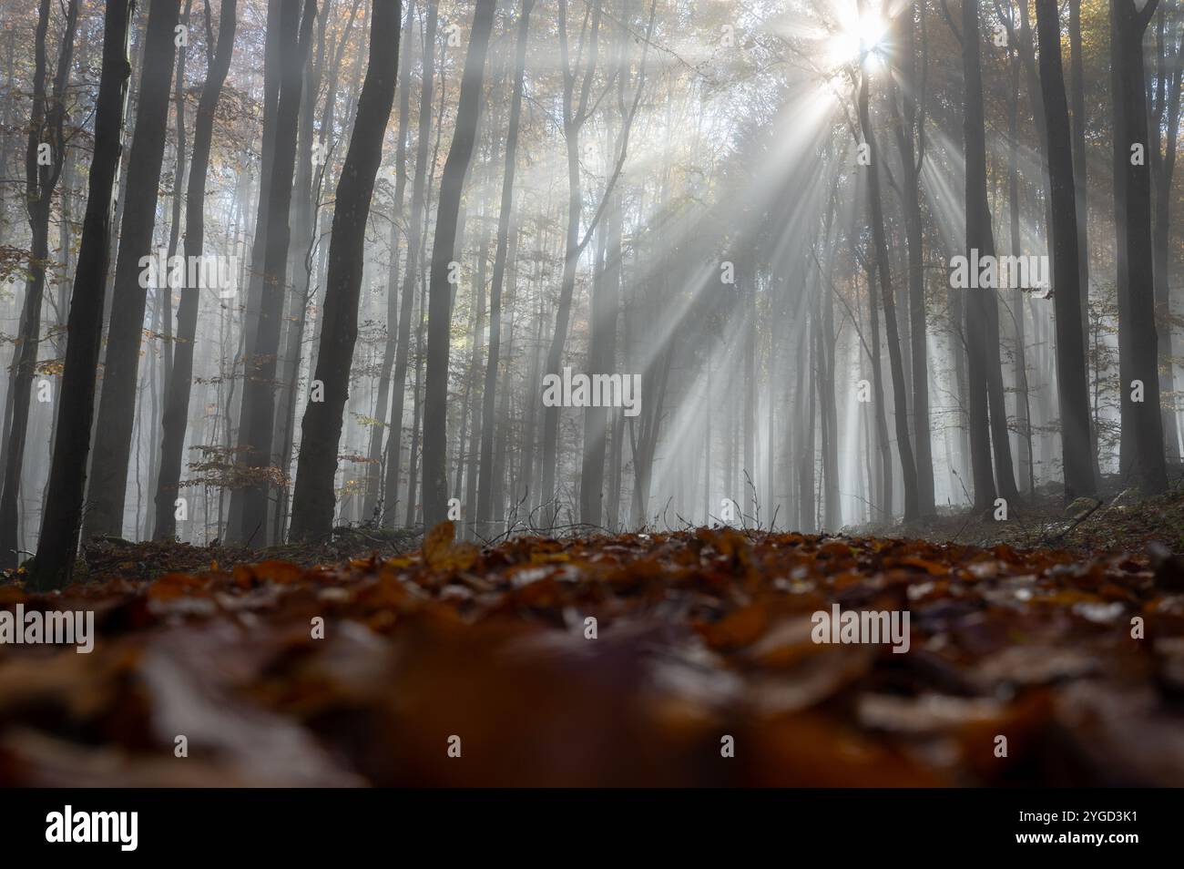 Sunny forest wallpaper sun rays hi-res stock photography and images - Alamy