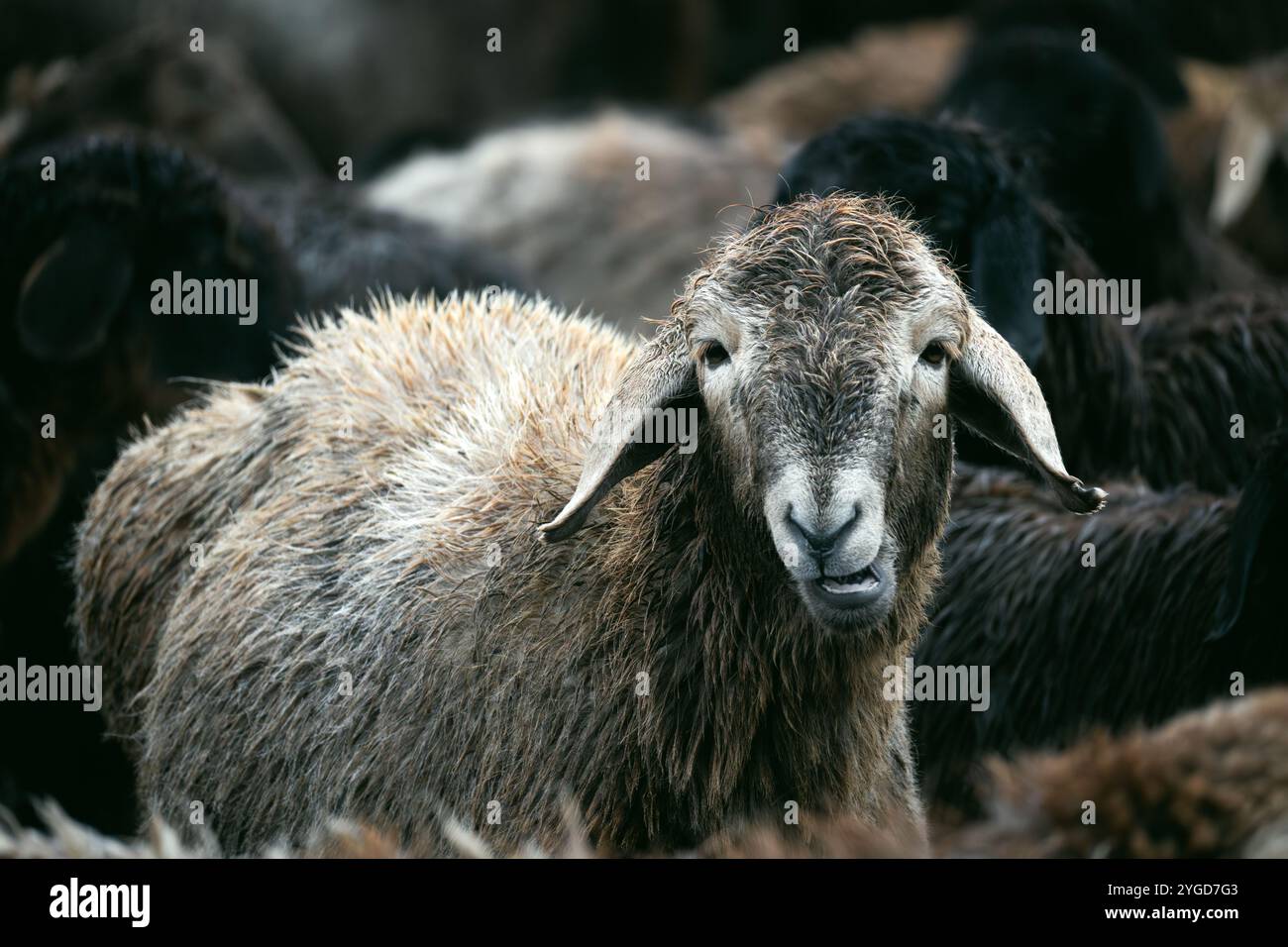 The concept of raising sheep on a farm in the village. A livestock farm ...