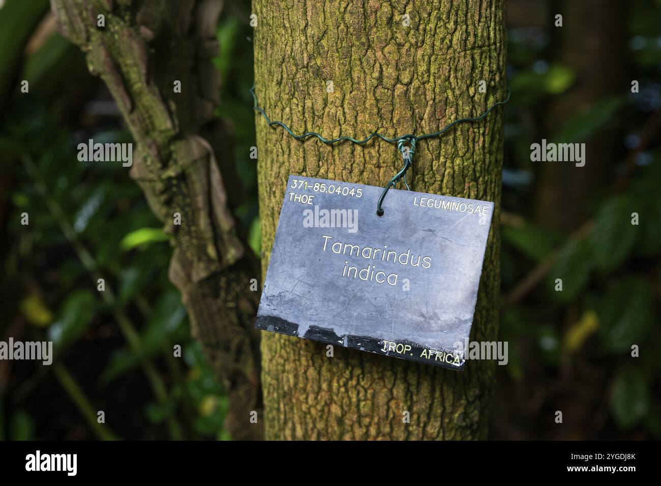 Sign with the inscription 'Tamarindus indica', on a tamarind tree, Royal Botanic Gardens, Kew, London, England, Great Britain Stock Photo
