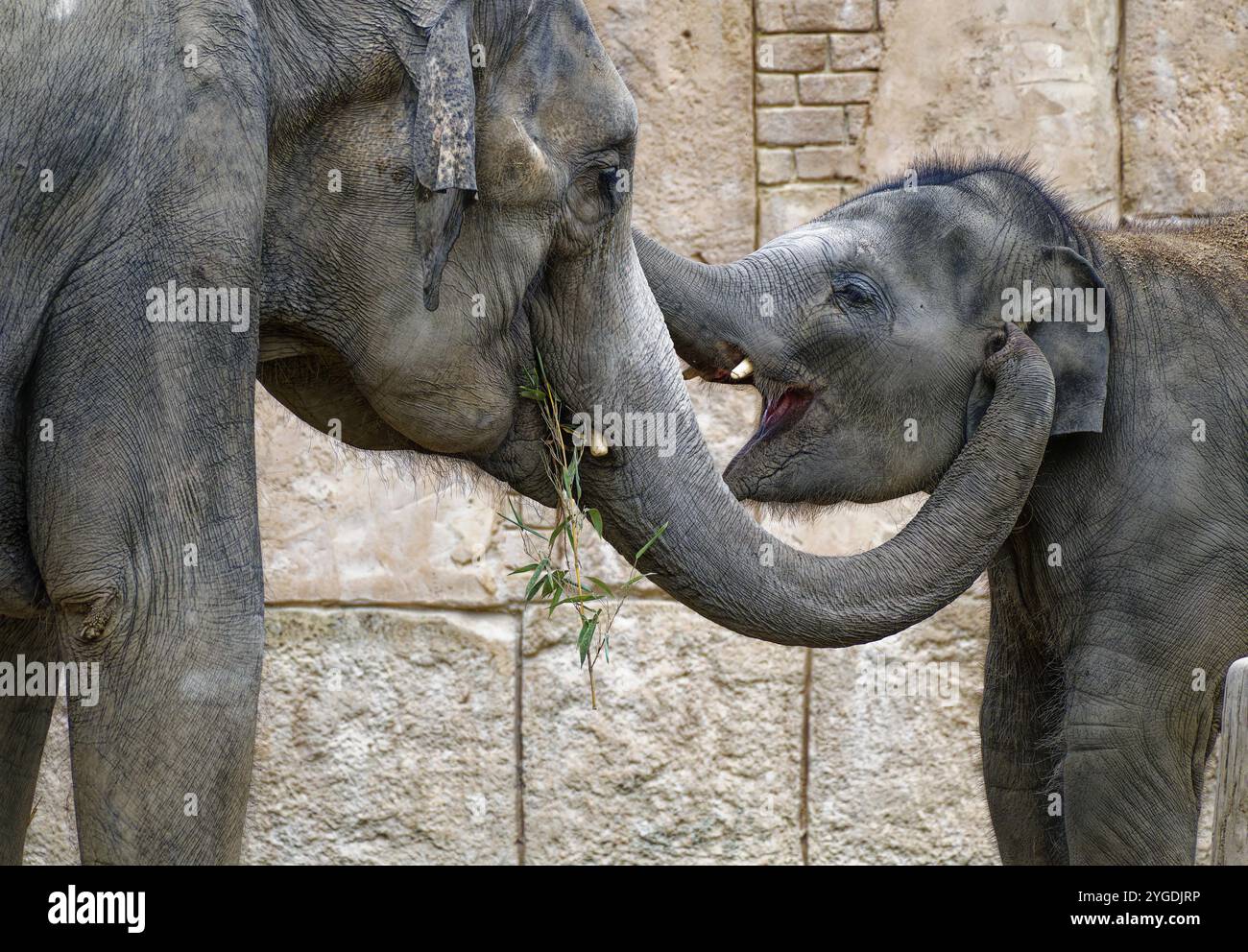 Asian elephant (Elephas maximus), male, bull elephant, in a playful fight, captive, distribution southern and south-eastern Asia Stock Photo