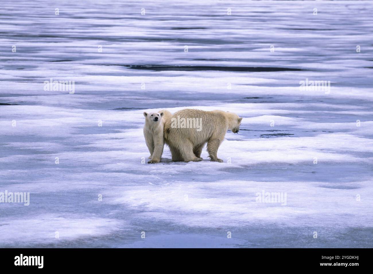 Two Polar Bears Ursus Maritimus On Melting Sea Ice In Arctic