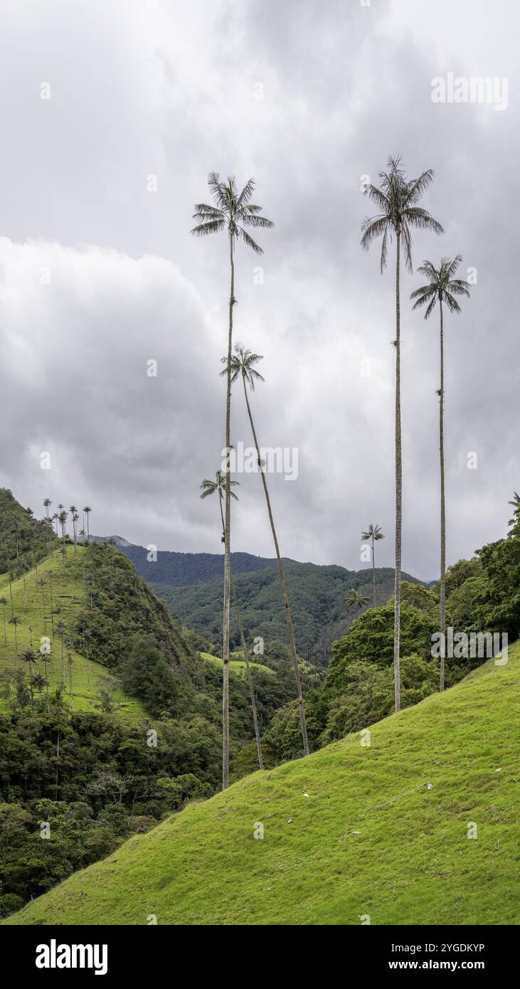 Quindio Wax Palm ceroxylon Quindiuense Cocora Valley Salento Quindio Wax Palm ceroxylon Quindiuense Cocora Valley Salento