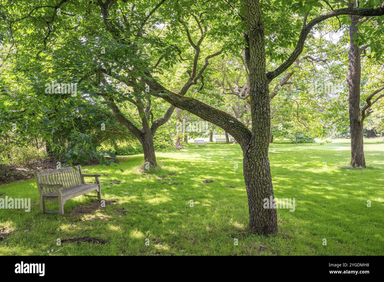 Bench under a tree in a shady park with green lawn on a sunny day ...