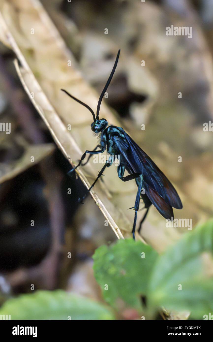 Blue mud wasp hi-res stock photography and images - Alamy