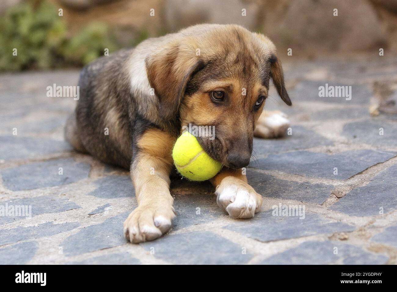 Rescue adoption dog puppy with sad look on the face with the ball toy Stock Photo