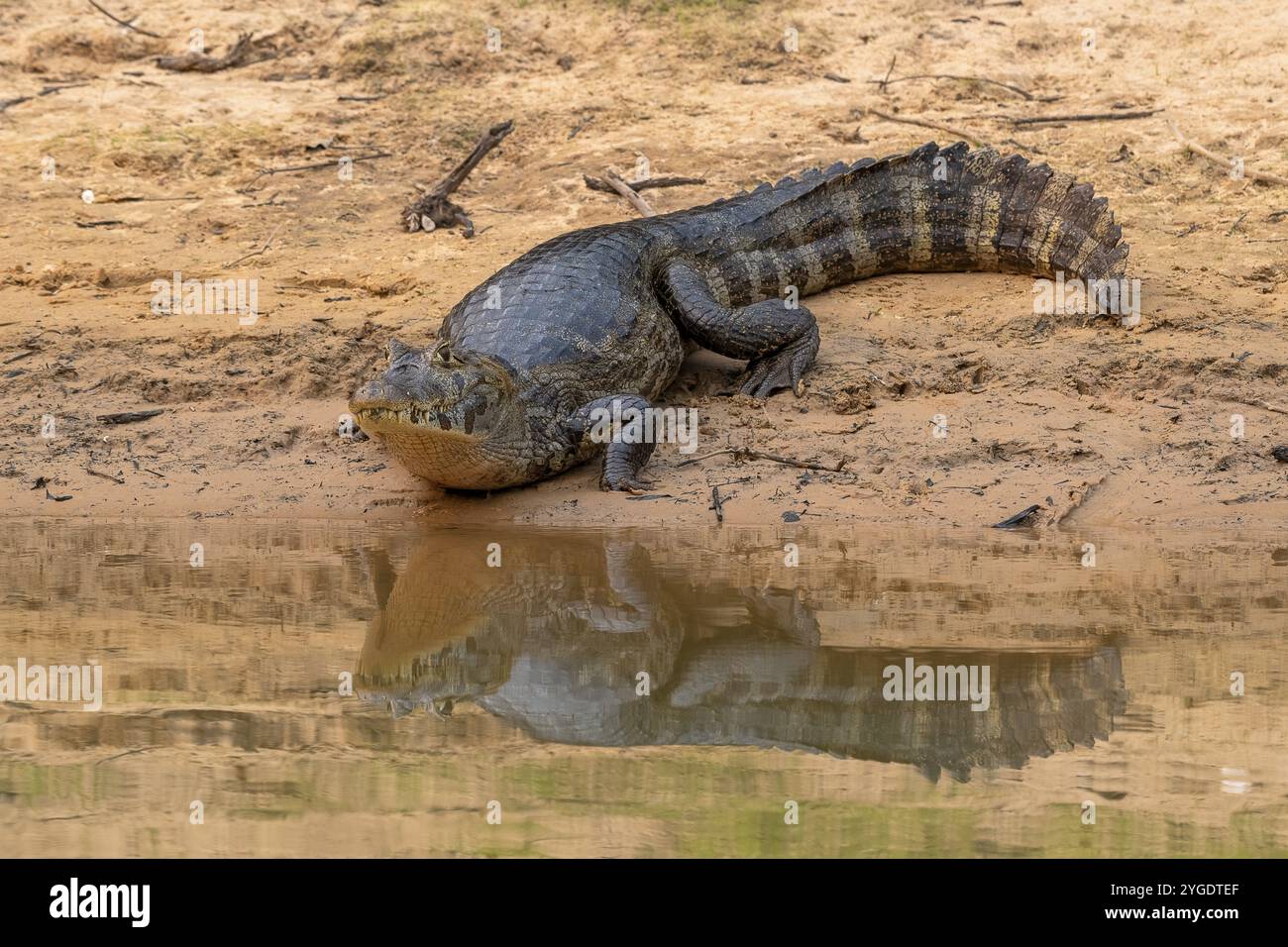 Spectacled caiman (Caiman crocodilus yacara), Alligator (Alligatoridae ...