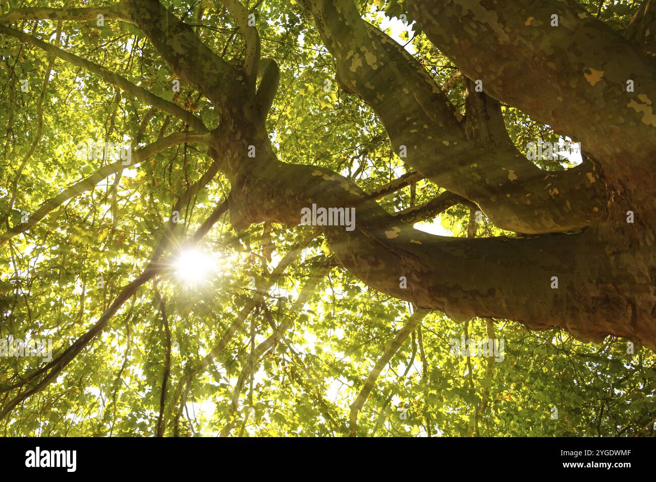 Sun shines through crowns hi-res stock photography and images - Alamy