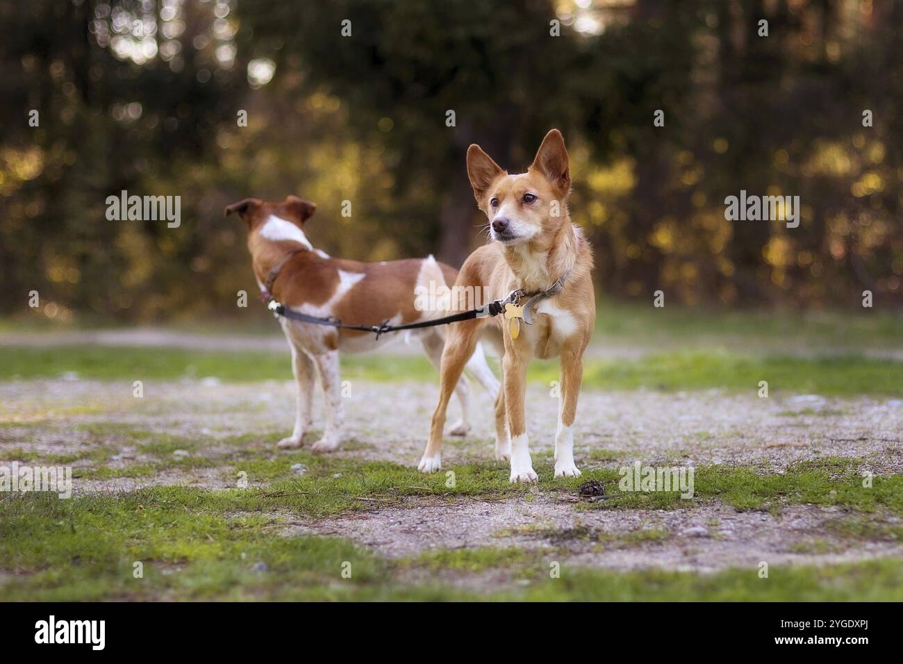 Two dogs leash leashes hi-res stock photography and images - Alamy