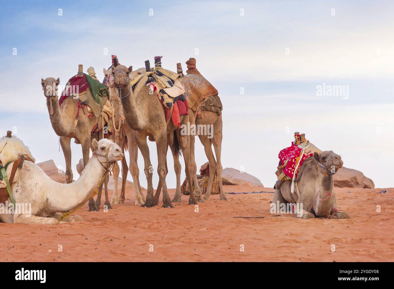Camels with saddle standing in Jordan desert Wadi Rum Stock Photo - Alamy