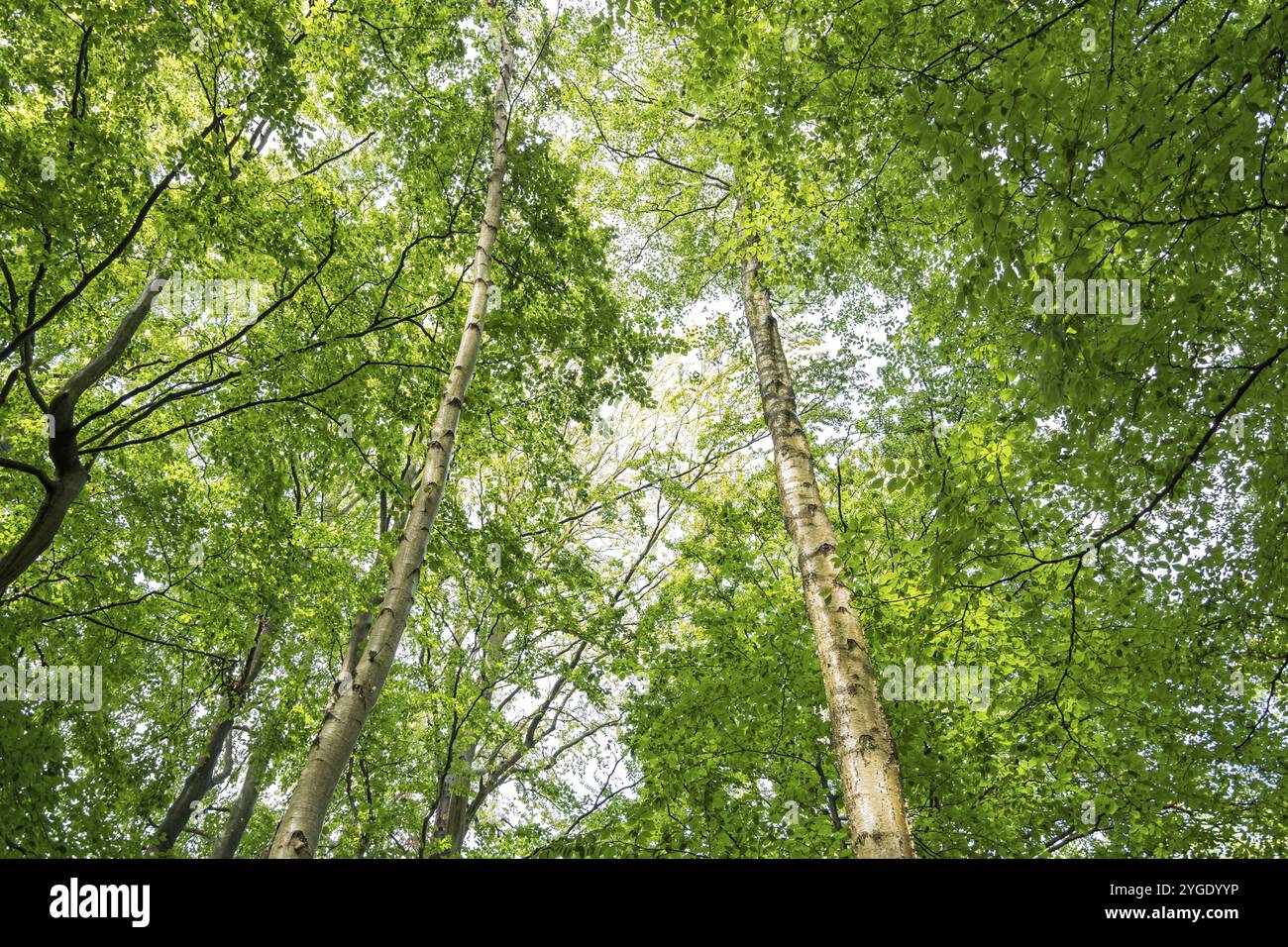 Birch trees in a green forest in summer Stock Photo - Alamy