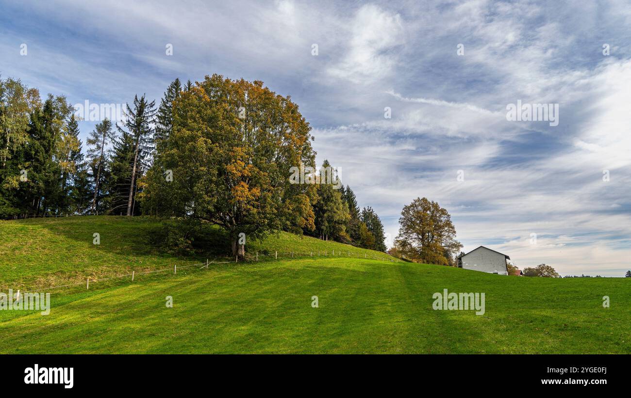 single tree overlooking Vorarlberg nature, Austria. before sunset, great atmosphere with yellow and orange colored trees in autumn with cloudy sky Stock Photo