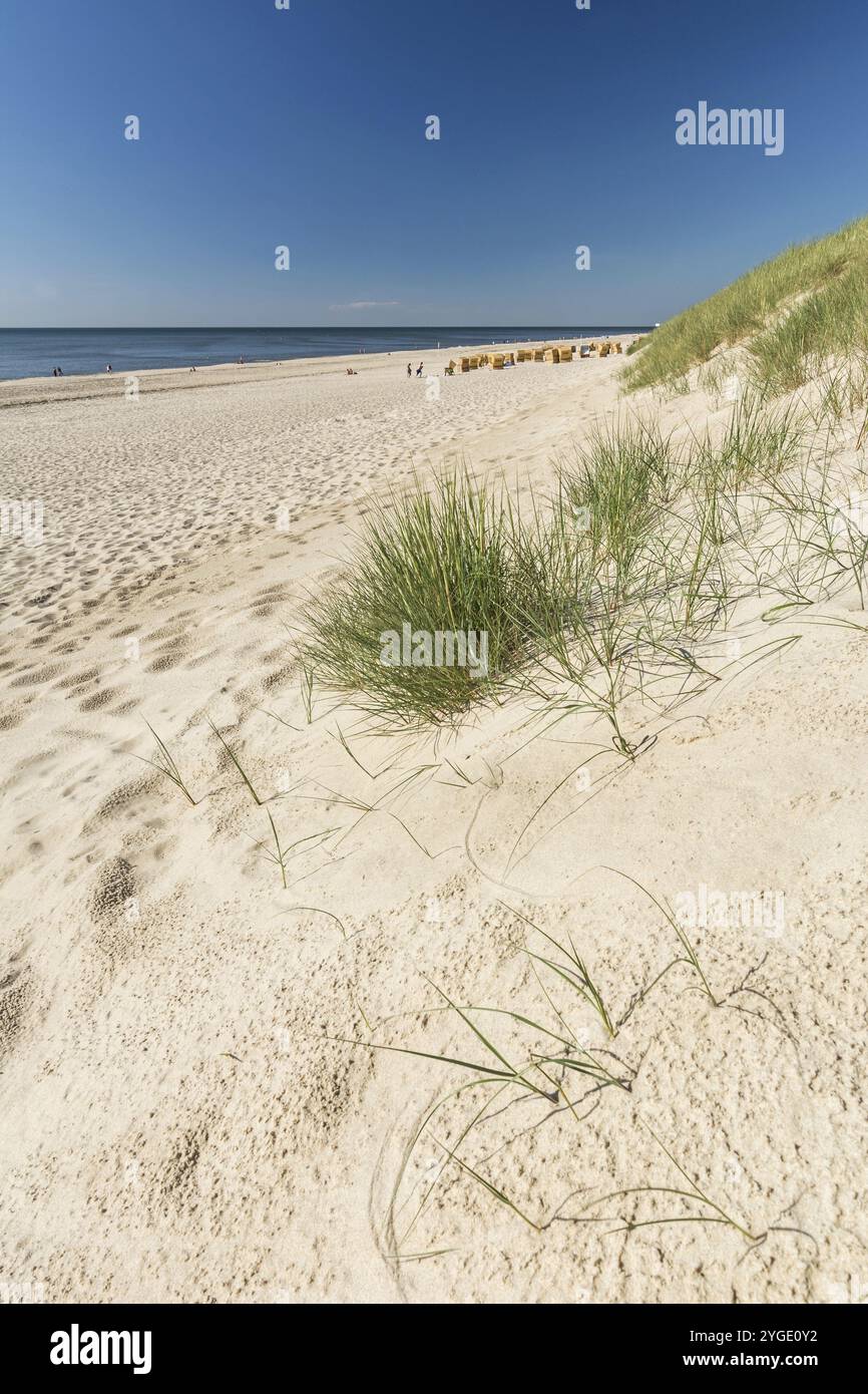 Vertical shot beach grass hi-res stock photography and images - Alamy