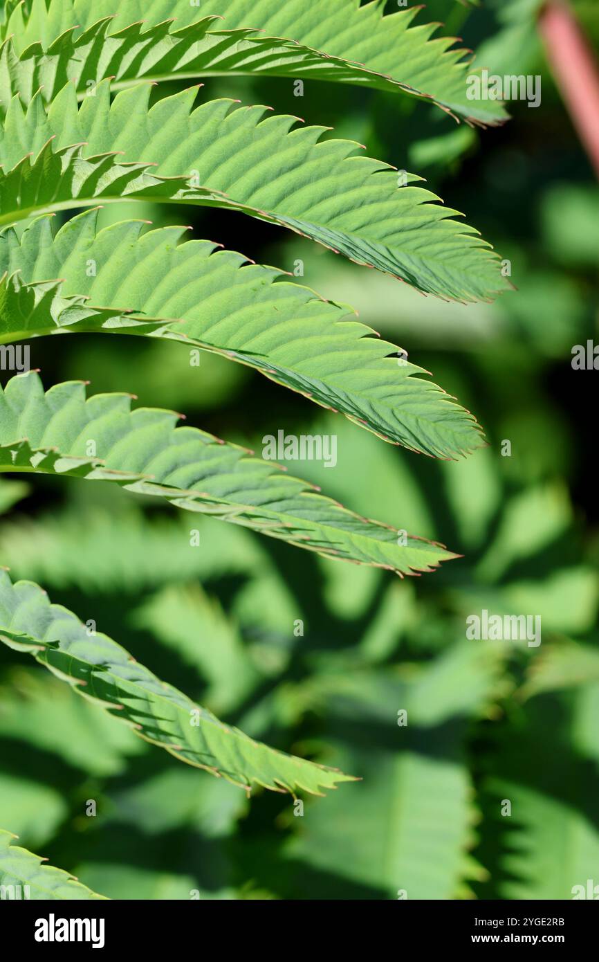 Natural green leaves pattern hi-res stock photography and images - Alamy