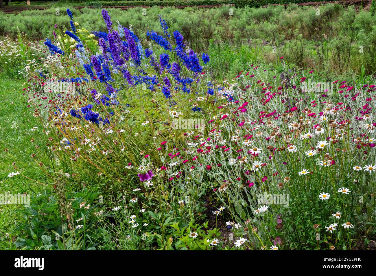 A Lush Flower Meadow With Tall Blue White And Pink Wildflowers And a-lush-flower-meadow-with-tall-blue-white-and-pink-wildflowers-and