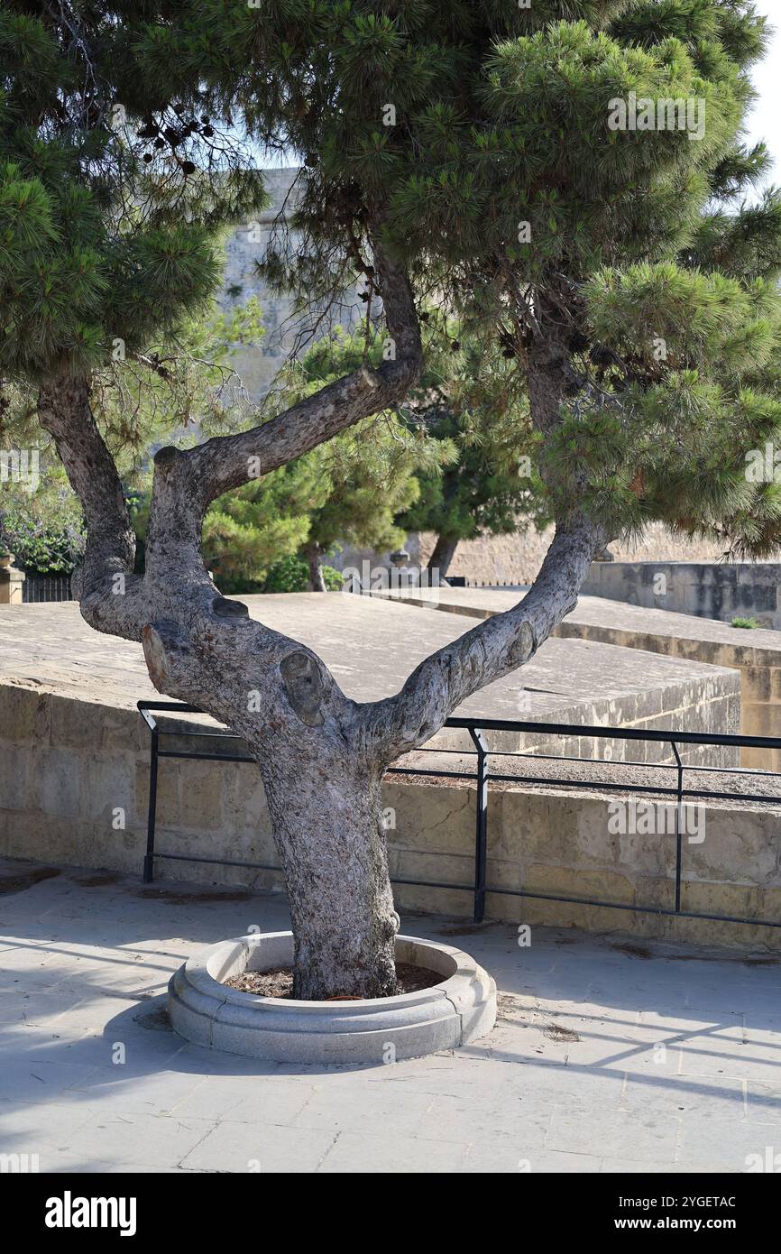 Aleppo Kiefer. Valletta. Malta. Kiefer. Pinus halepensis. Kiefer. Baum. alt. knochig. Bastion. Festung. Mauer. Sonne. Burg. Eisengitter. Grün. Zapfen.. Stock Photo