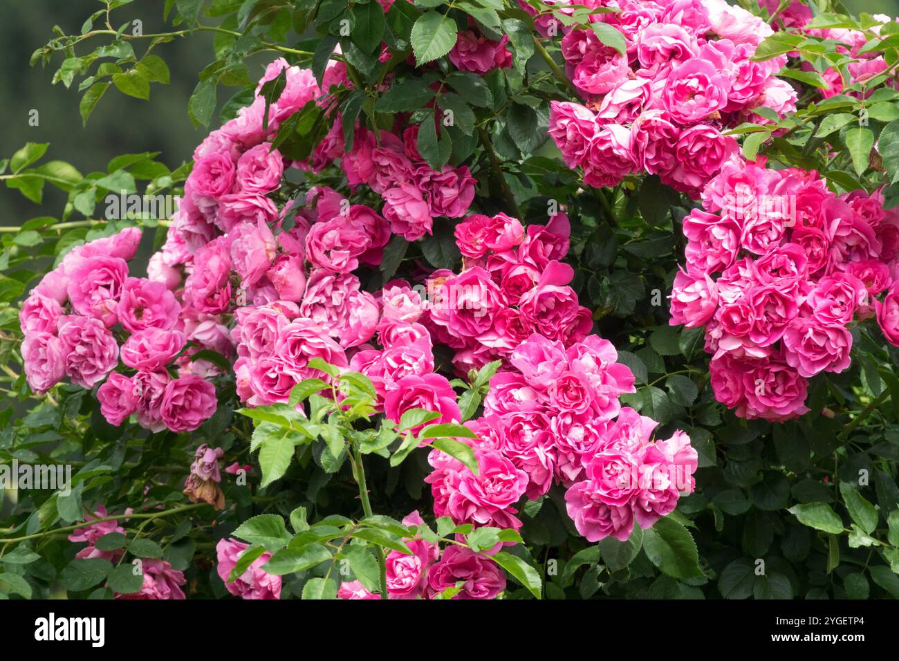 Pink shrub roses Stock Photo - Alamy