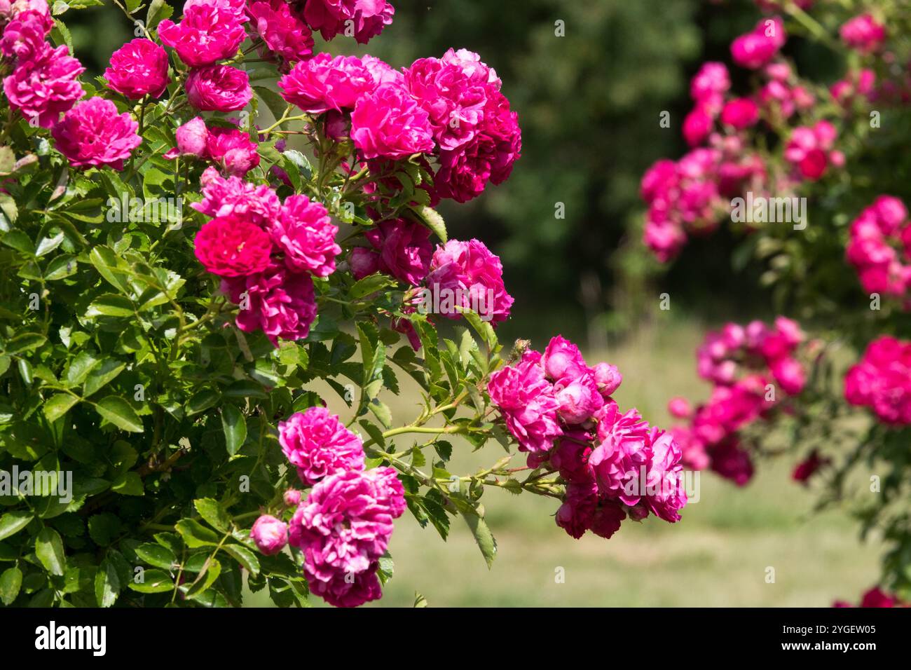 Rose "Gabrielle Privat" Stock Photo