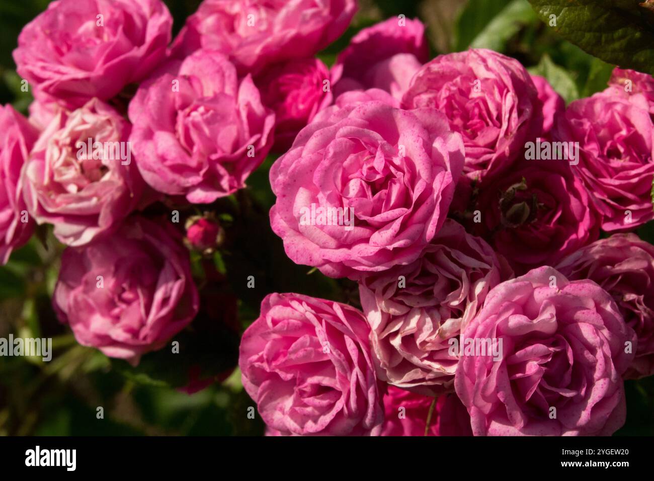 Rose "Gabrielle Privat" Stock Photo