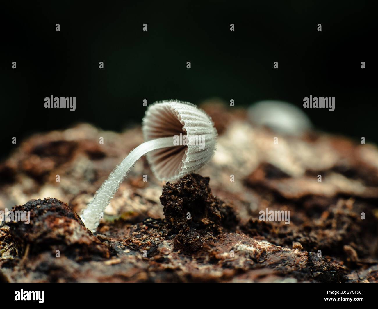 Close-up macro photograph of delicate translucent white mushrooms growing on a dark forest floor. Stock Photo