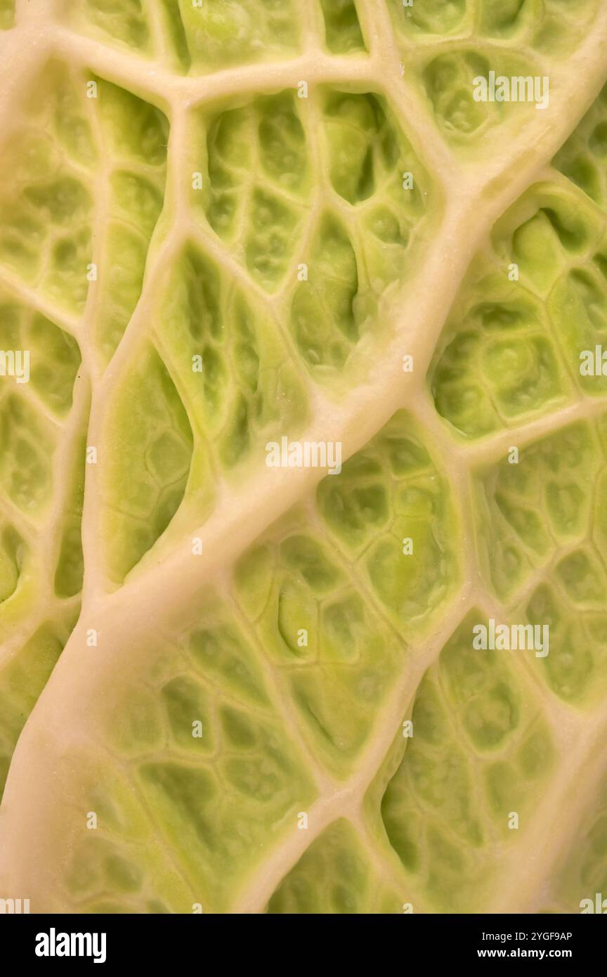 Detail of crinkled and veined leaf of fresh Savoy cabbage Stock Photo