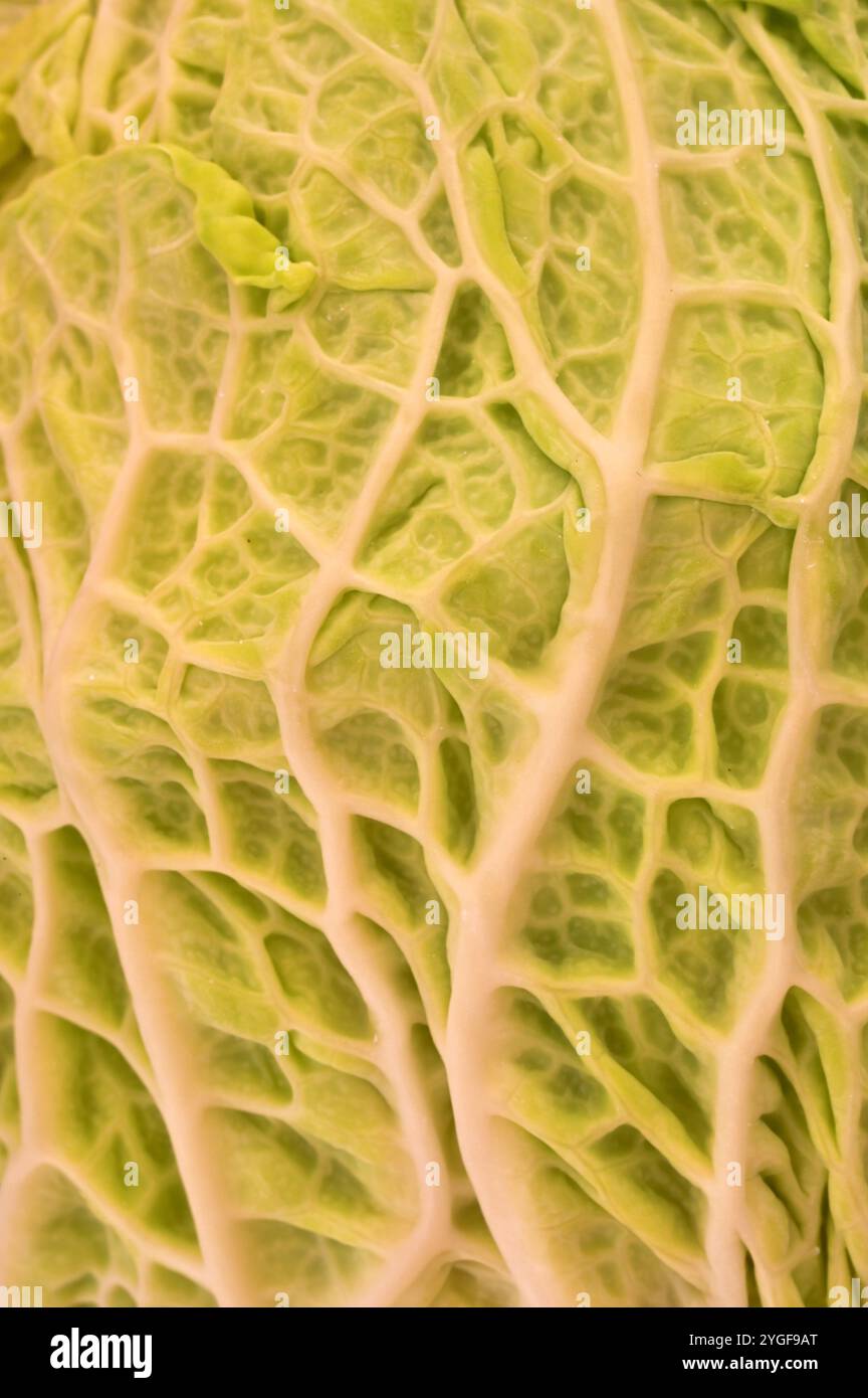 Detail of crinkled and veined leaf of fresh Savoy cabbage Stock Photo