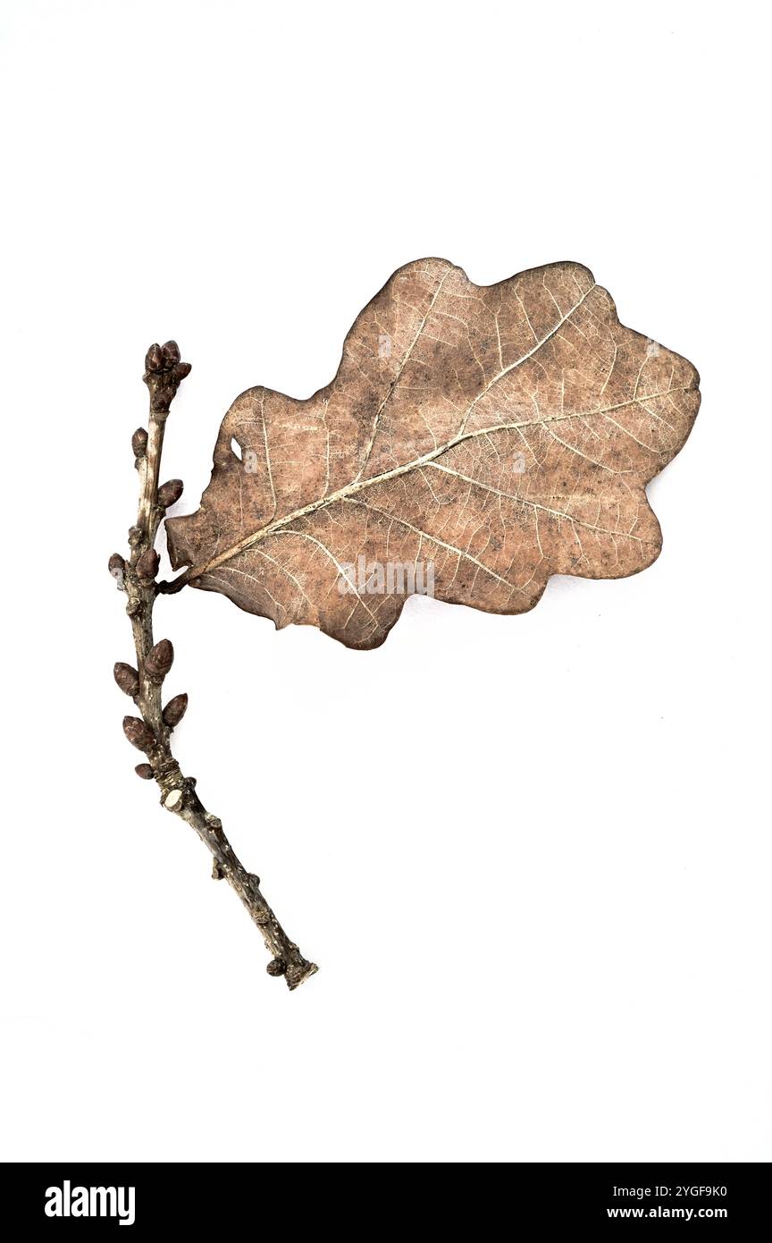 Solitary dried brown autumn leaf of English oak tree attached to twig Stock Photo